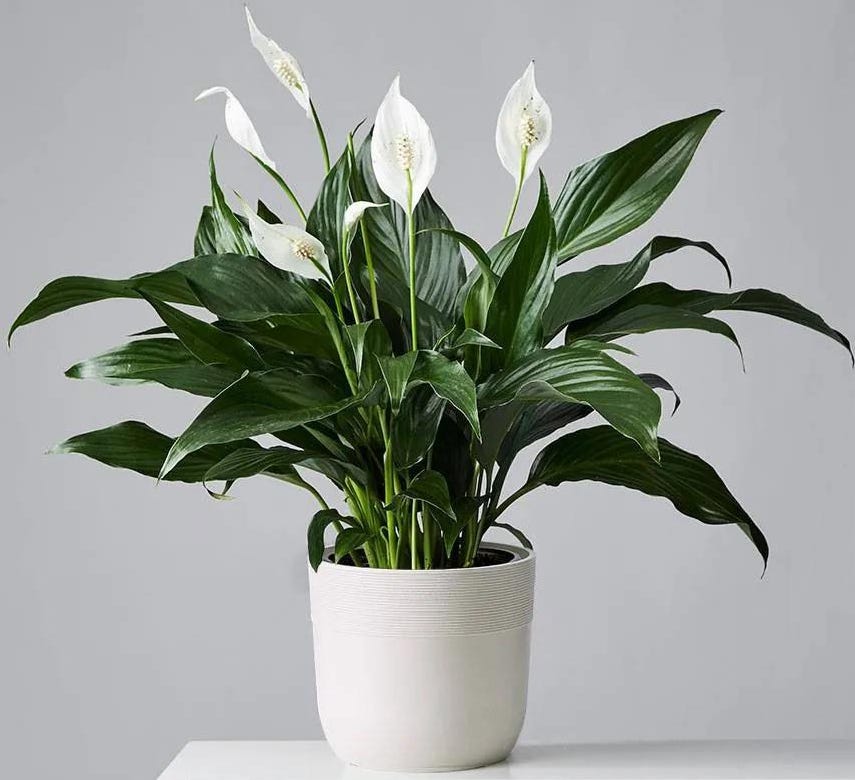 इन्डोर प्लान्ट कहाँ, कसरी सजाउने ?